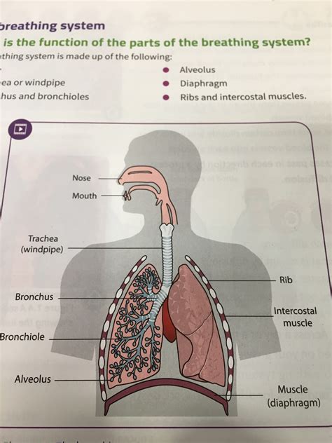 Breathing system Flashcards | Memorang