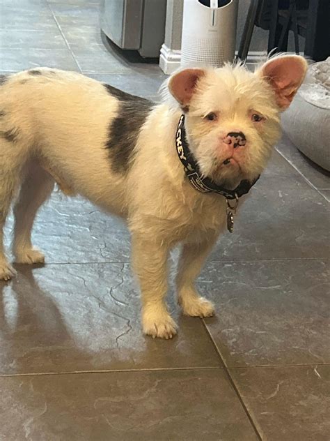 Dog for adoption - Pua, a French Bulldog & Chihuahua Mix in Burbank, CA | Petfinder