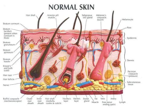 Skin diagram labeled