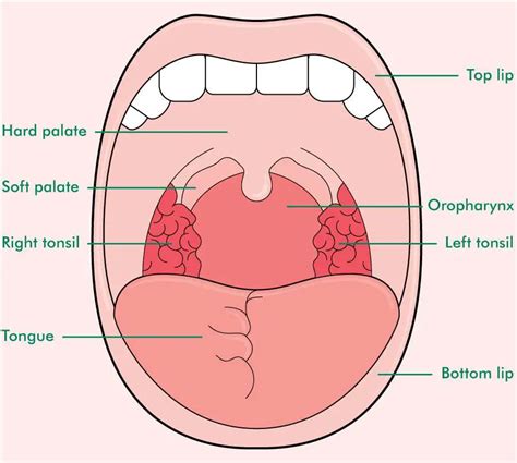 Inside Of A Mouth Diagram