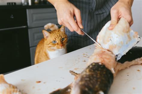 9 Reasons Your Cat Is Always Hungry | Great Pet Care