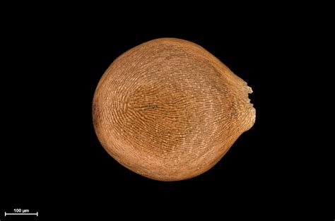 cyanea konahuanuiensis seeds  hawaii