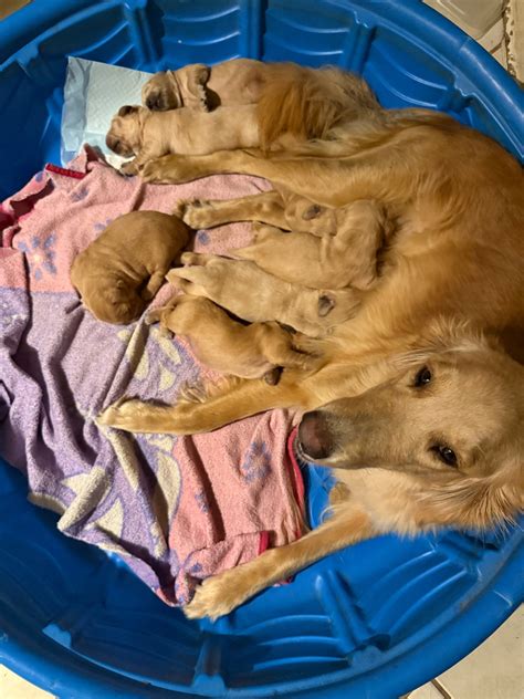 Golden Retrievers | America's Pet Registry