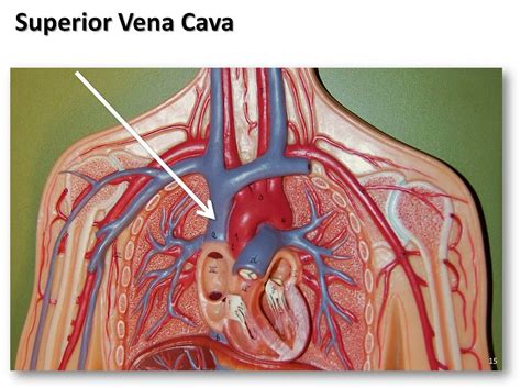 Veia Cava Onde Fica - Função Da Veia Cava Superior - BRAINCP