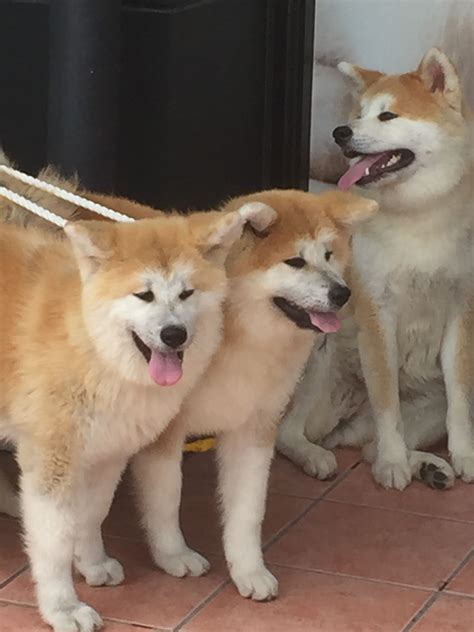 Akita Inu, Shiba Inu, and Dog Wallpaper