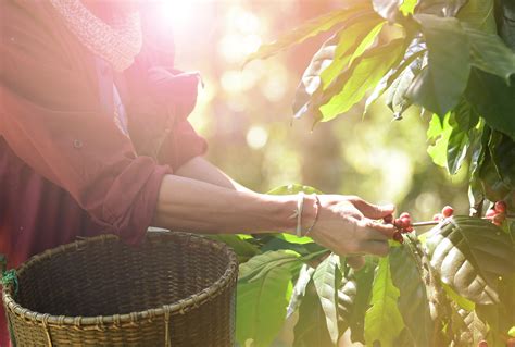 Sustainable labeling — and information — stimulate a higher willingness