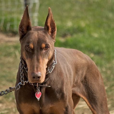 Red Dog Breeds | The Smart Dog Guide