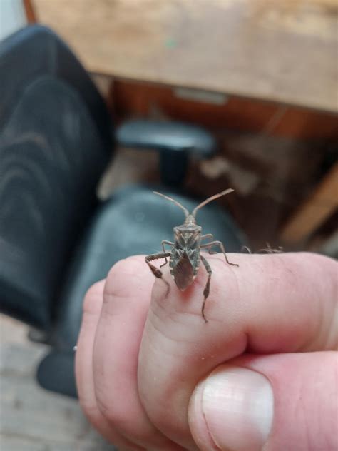 Beetle from the woodpile, coastal WA : r/whatsthisbug