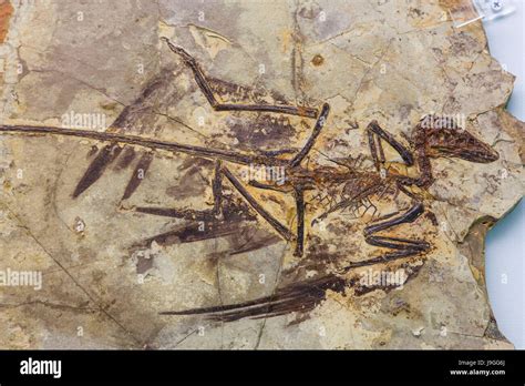 China, Fossilized Skeleton of Microraptor Gui Stock Photo: 143578810 ...
