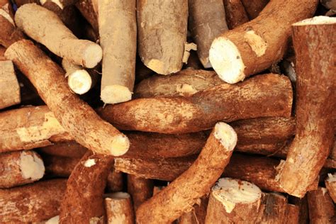What is Cassava? Health Benefits of Cassava - aSweatLife