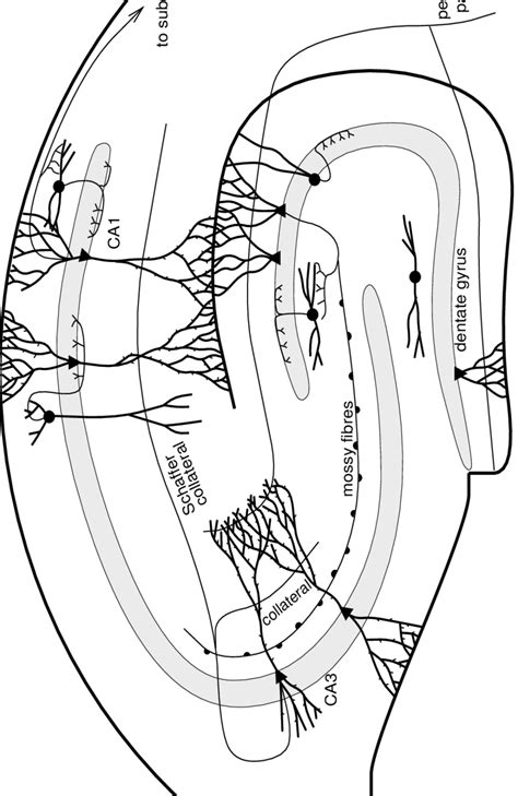 A schematic diagram of the hippocampal formation. Information enters ...