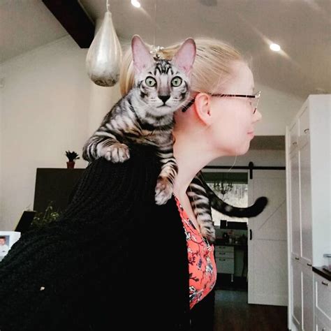 This Very Talented Cat Can Perform Over 50 Amazing Tricks | Bored Panda