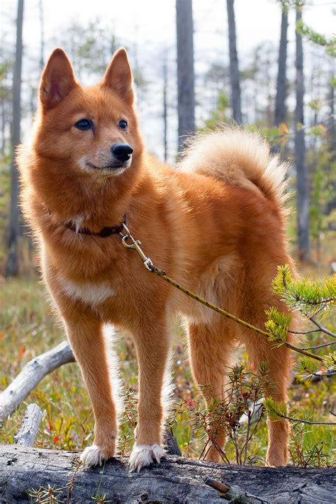 Top 5 Rarest Dog Breeds In The World - Infoupdate.org