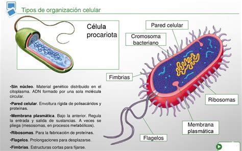 Esquema célula procariota ¡Fotos & Guía 2024!
