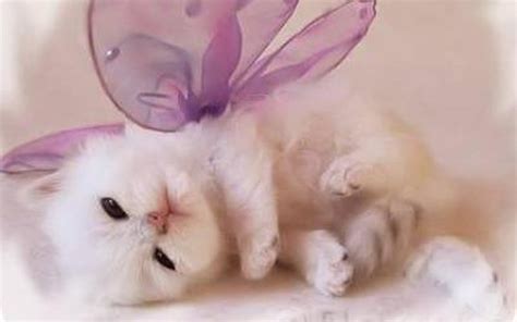wacanaku tersangat comel koleksi gambar  comel  cute