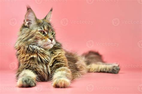 Maine Coon tortoiseshell cat, copy space 14631605 Stock Photo at Vecteezy