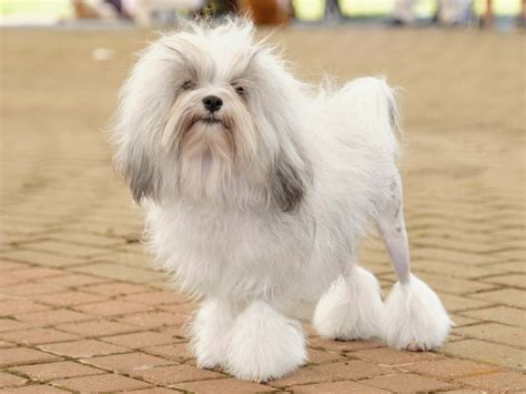 lowchen   lion dog breed   affectionate personality