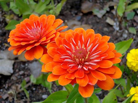 Orange Zinnia Bouquet