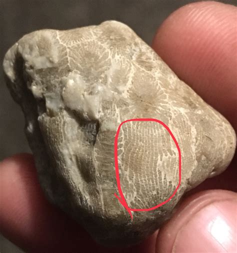 fossil identification guide uk