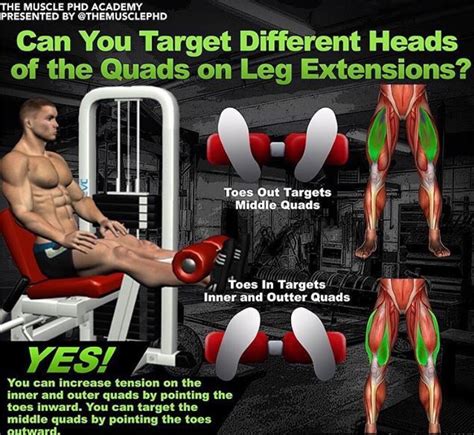 quads leg extensions