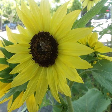 Celebrate Summer with Sunflowers - Fine Gardening