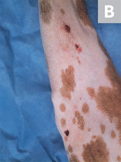 Actinic & Nonactinic Dermal Squamous Cell Carcinoma in Dogs