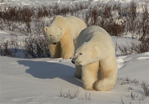 Polar Bear Season in Pictures | Churchill Polar Bears