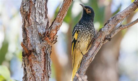 honeyeater homestead learn  nsw national parks