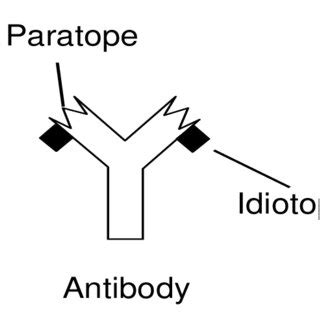 2 Presence of paratope and idiotope on antibody | Download Scientific Diagram