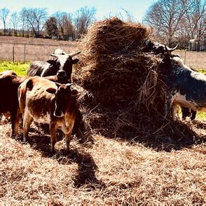 Manvel Miniature Zebu Cows