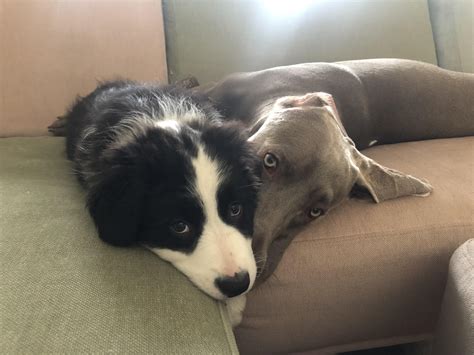 Best big bro : r/weimaraner