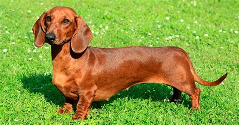 skip sheffields flix muzik showz travel  blog weiner dog yea humans nay