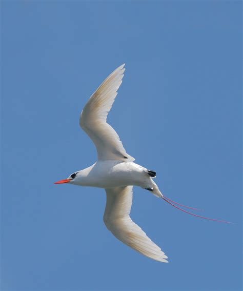 RedtailedTropicbirdp