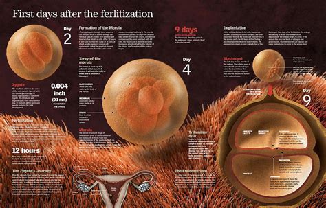 days   fertilization digital art  album pixels