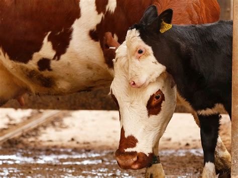 holstein friesian   liter milk  lakh  dairy