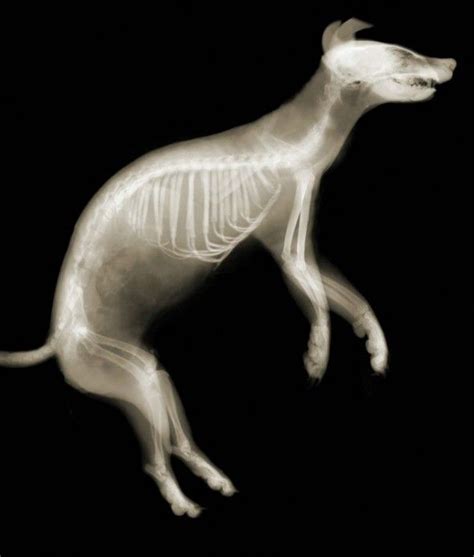 pet dog buyxraysonline