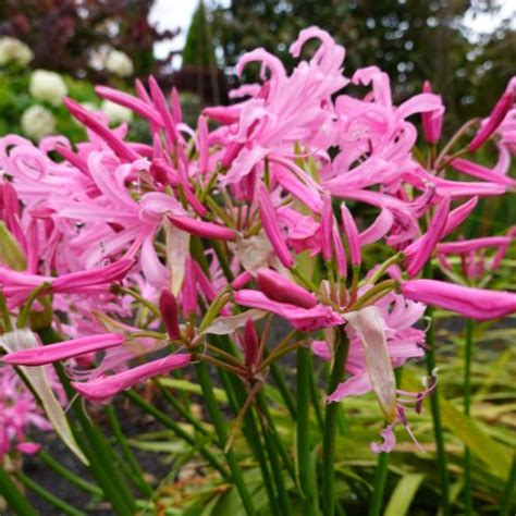 nerine bowdenii lily naked lady lily pink ladies surprise lily sou
