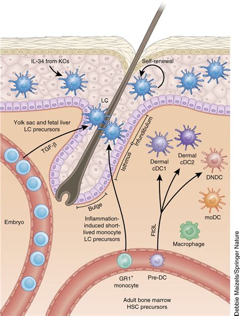 Langerhans Cells Diagram