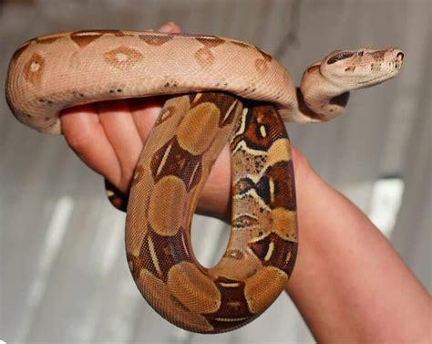 Funny Snake Names (Great Name Ideas For Your Pet Snake)