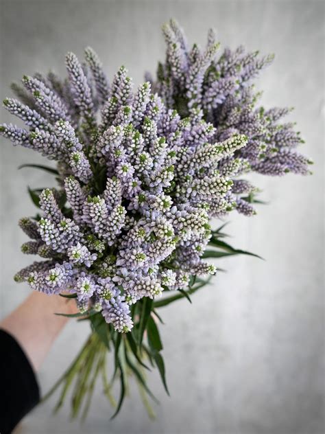 Veronica „Smart Splash“ violett - Blumigo