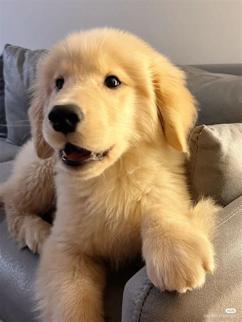 𝑺𝒂𝒗𝒆 ♡ 𝑭𝒐𝒍𝒍𝒐𝒘 •༉⚘ | Cachorros adorables, Mascotas bonitas, Perros bonitos