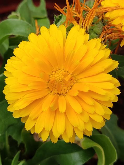 fleur jaune chamanti photo gratuite sur pixabay pixabay