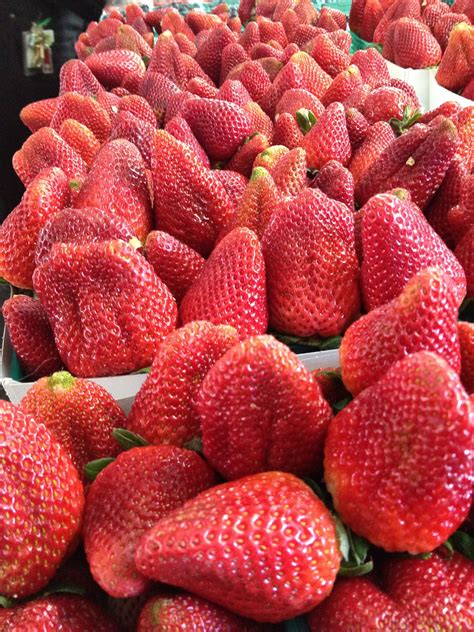 La Costa Farms | Farm, Fruit, Strawberry