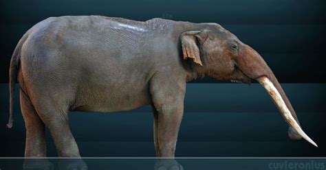 Prehistoric Elephants: Pictures and Profiles