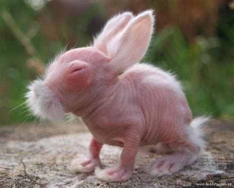 hairless bear   animals  hair gluwee