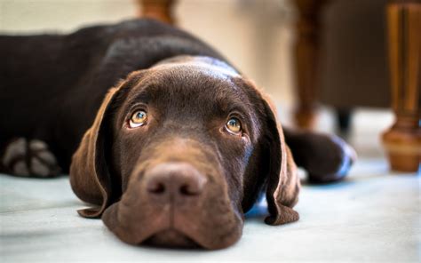 lab puppy labrador  photo  pixabay
