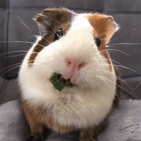 guinea pig gifs  animated gif pics  cute rodents usagifcom