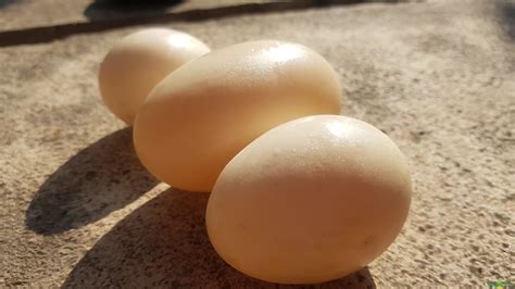 arti mimpi melihat telur entok