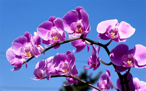 Purple Orchid Wallpapers - Wallpaper Cave