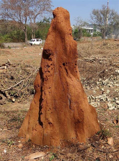 Termite Mound Diagram Mounds Maximize Ecosystem Productivity